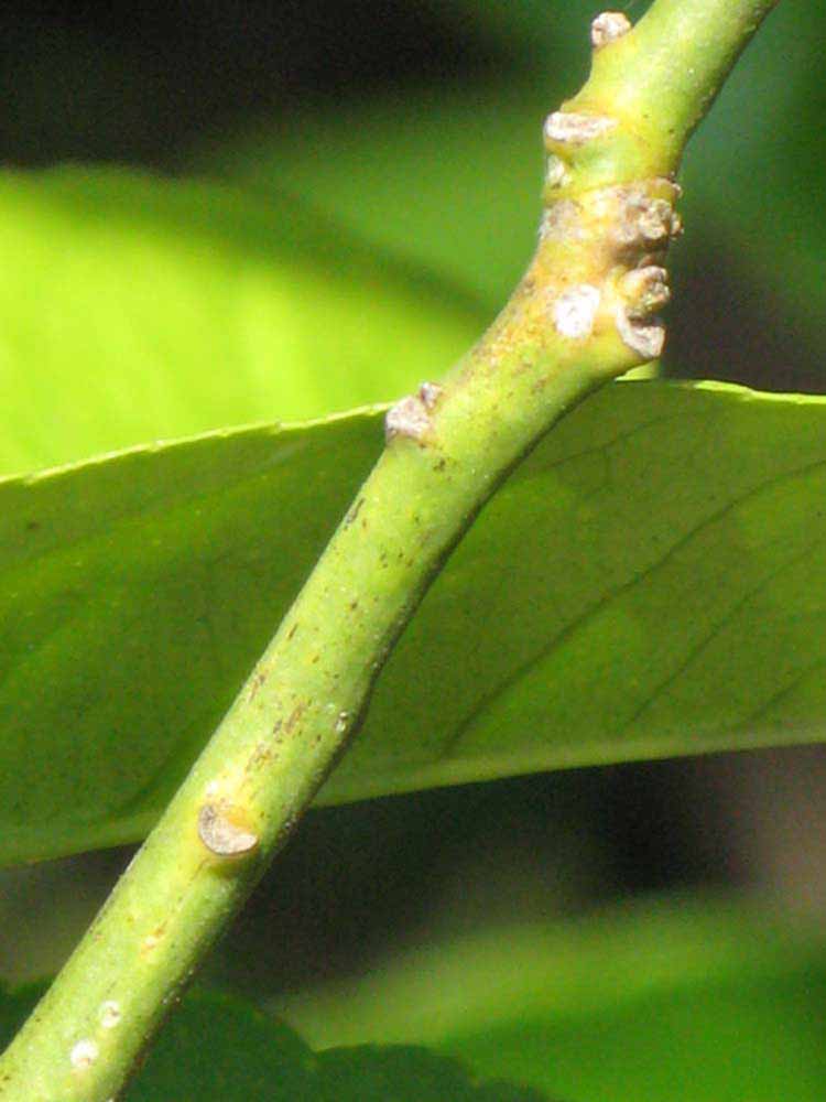            First year twig (Riverside, CA)   